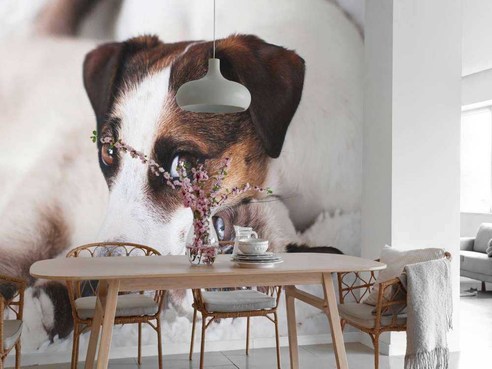 Perro y gato