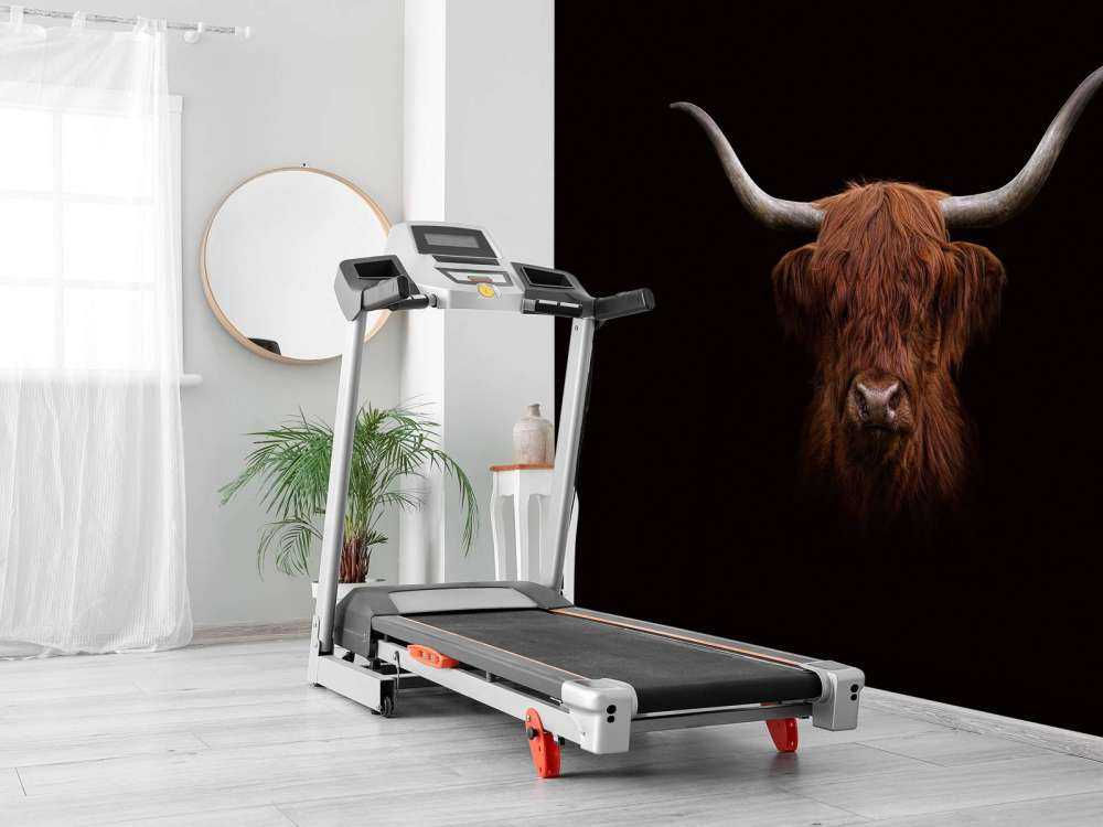 Vaca escocesa sobre fondo oscuro