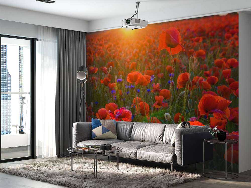 Amapolas con sol naciente