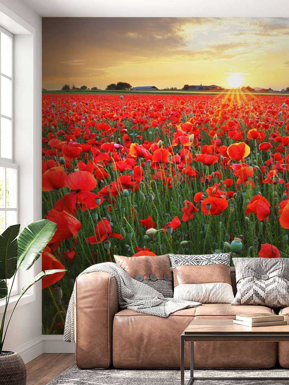 Amapolas con el sol poniente
