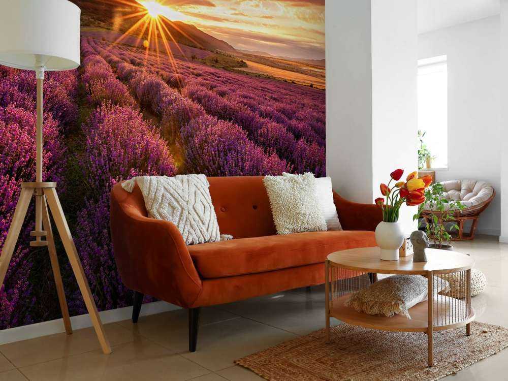 Lavanda al sol