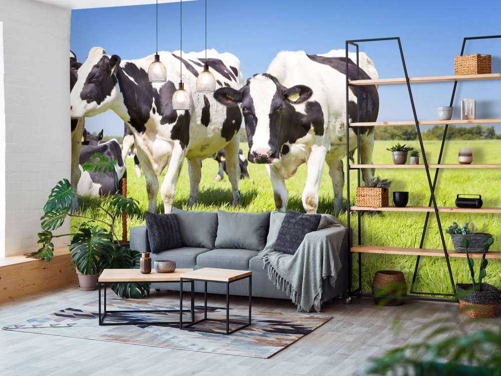 Foto empapelado vacas