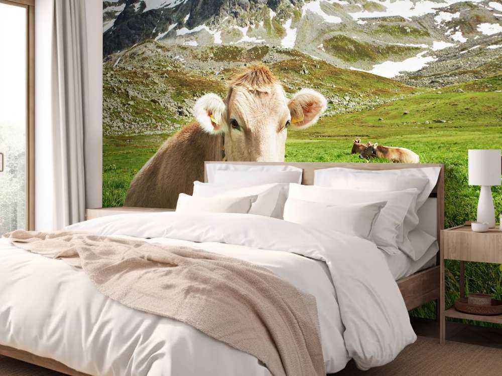 Vaca austriaca