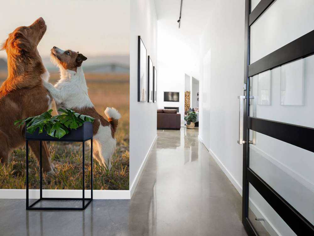 Perros mirando hacia arriba