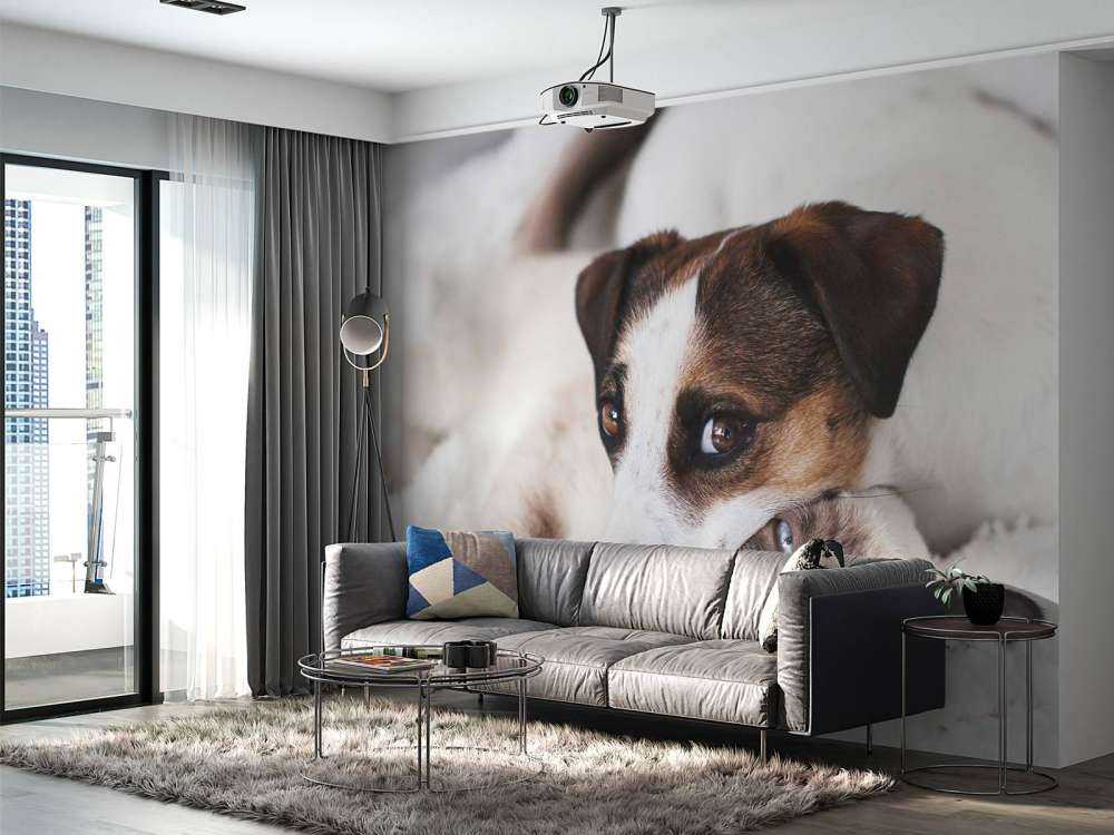 Perro y gato