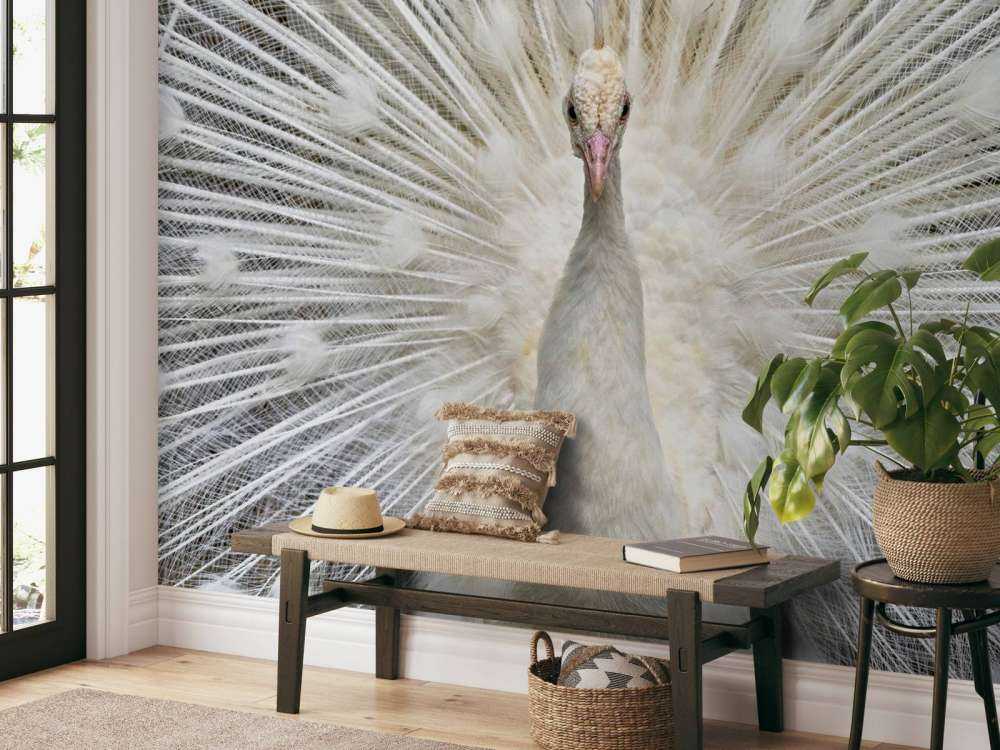 Pavo real blanco