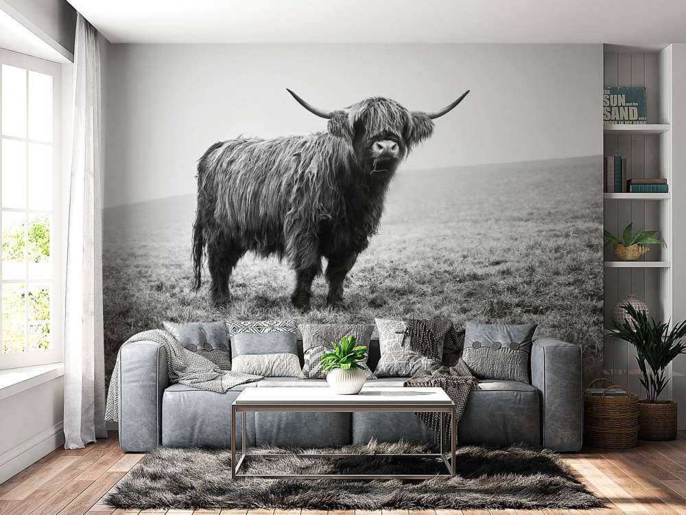 Vaca escocesa en la hierba