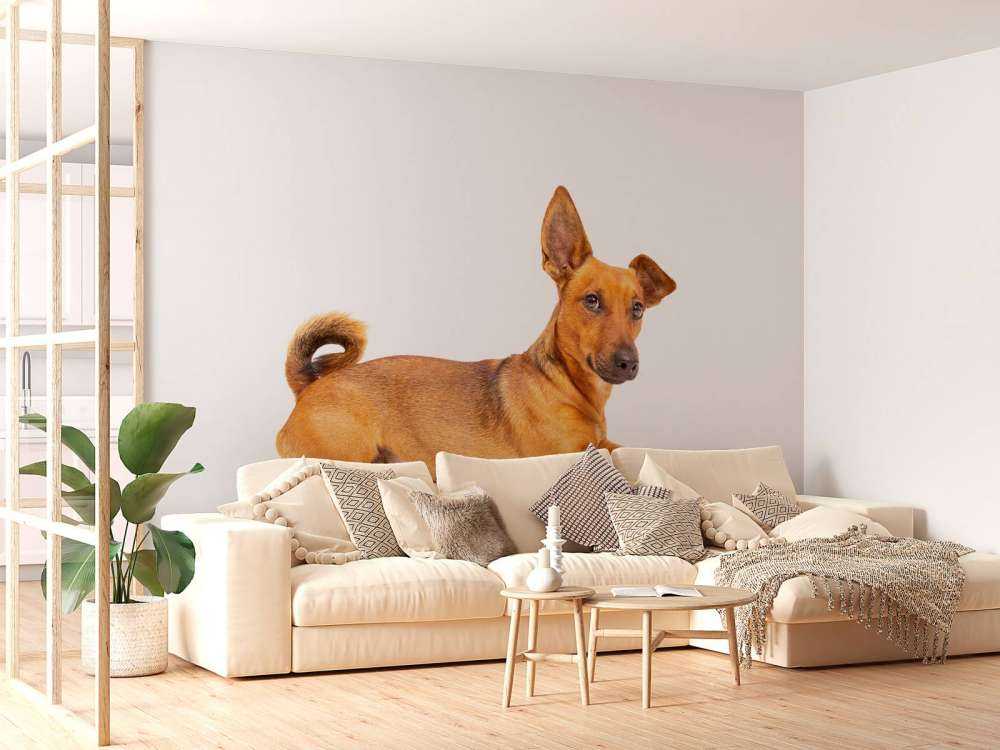 Lindo perro