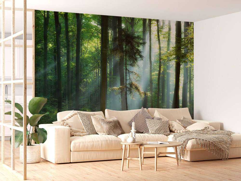 Amanecer en el bosque