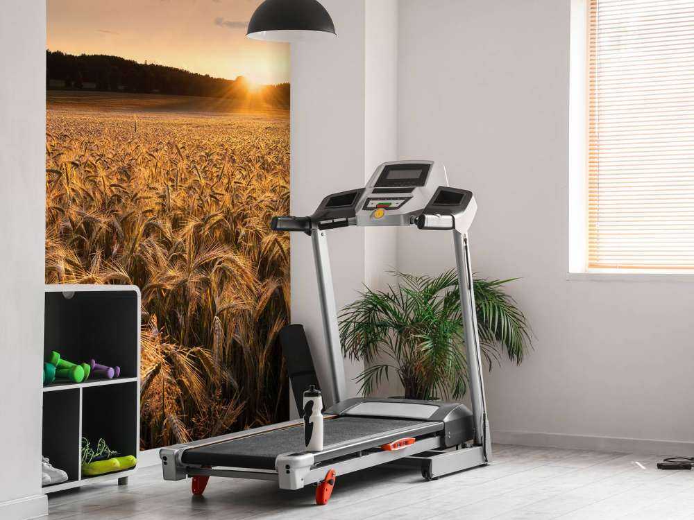 Campos de oro