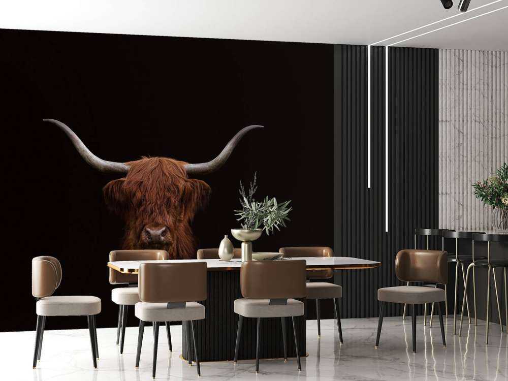 Vaca escocesa sobre fondo oscuro