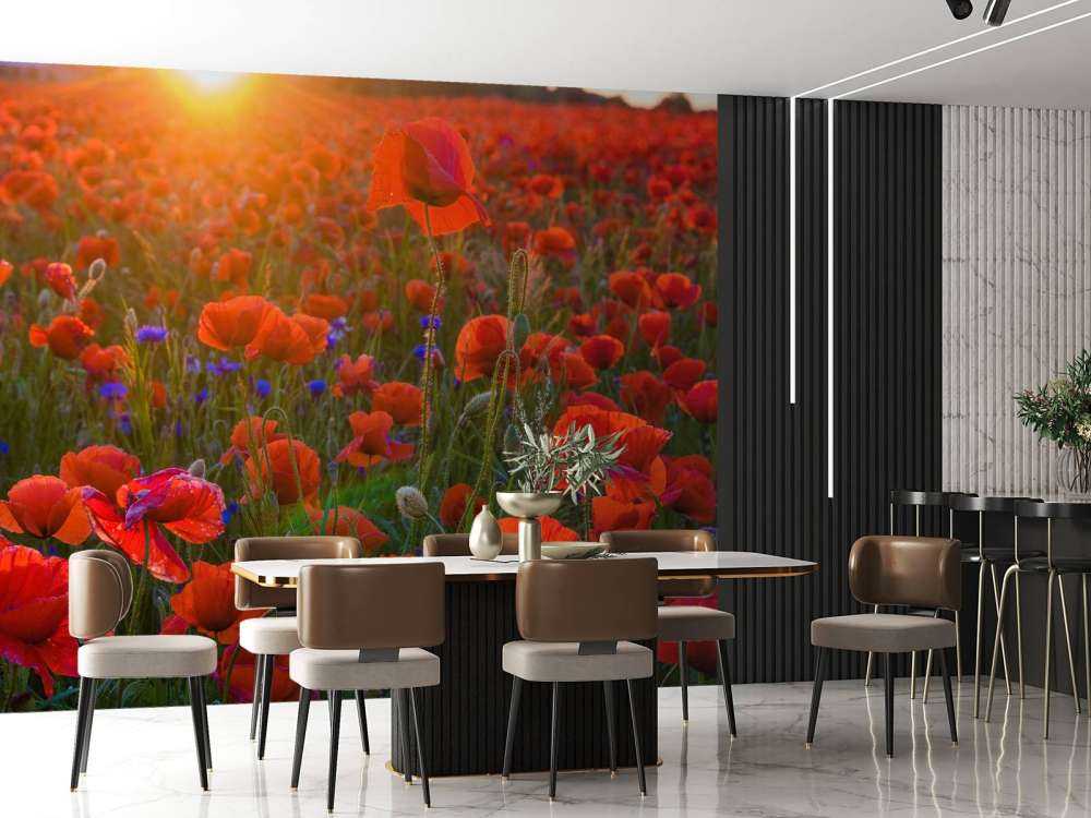 Amapolas con sol naciente