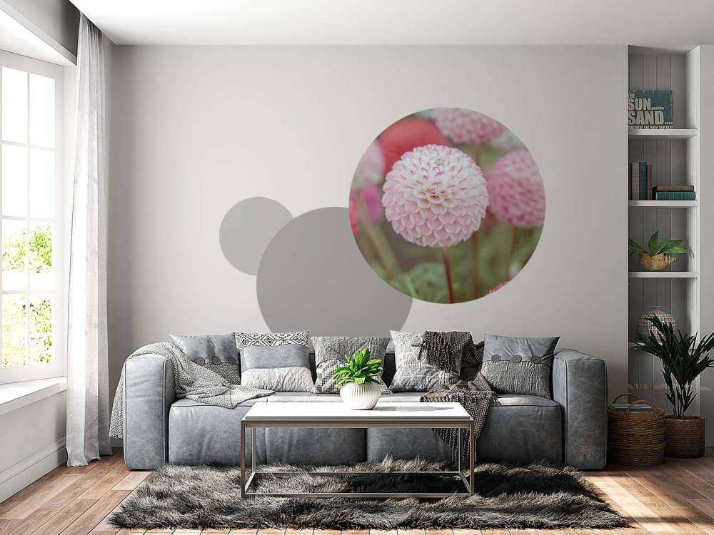 Flores de dalia rosa