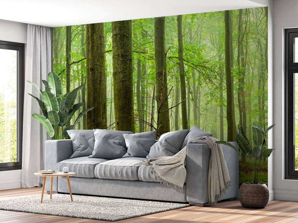 Bosque de hayas