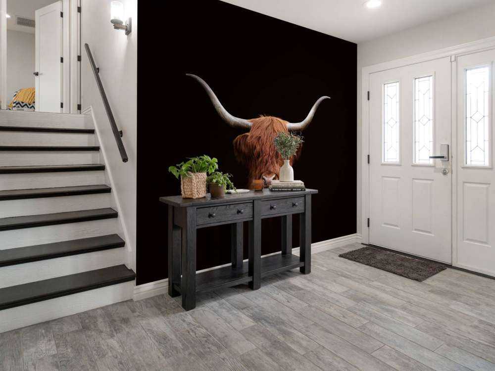 Vaca escocesa sobre fondo oscuro