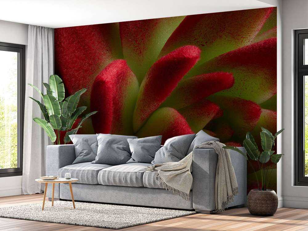 Cactus rojo