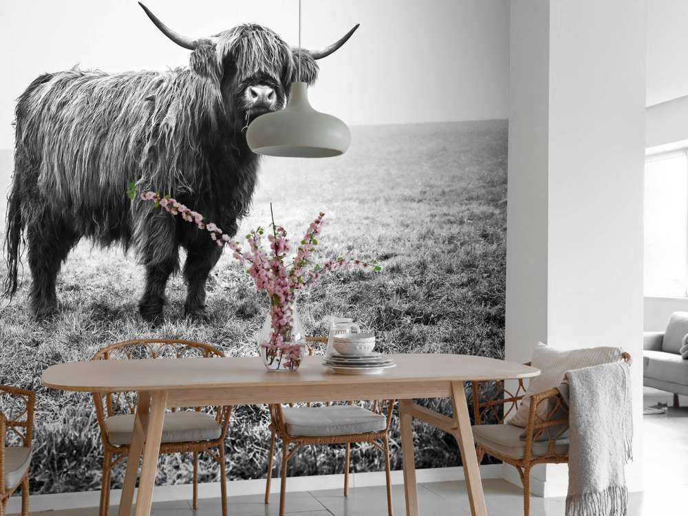 Vaca escocesa en la hierba
