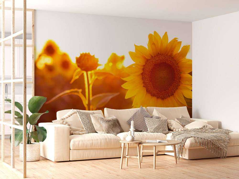 Cálido campo de girasoles