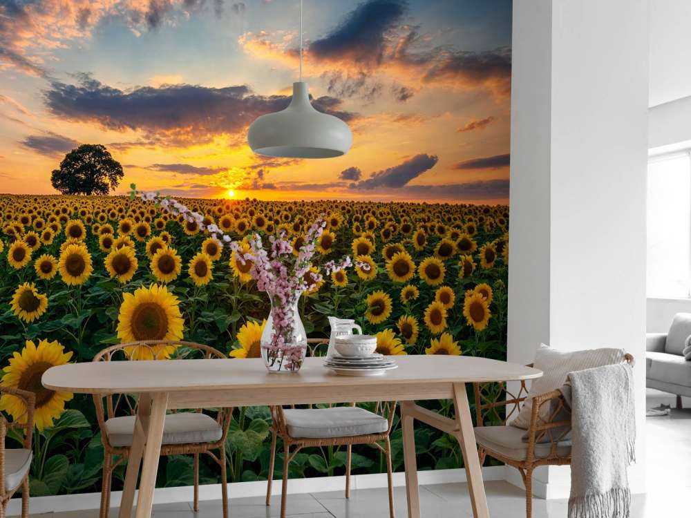 Campo lleno de girasoles