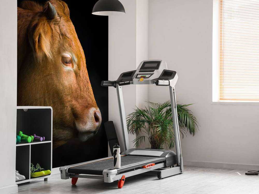 Cabeza de toro