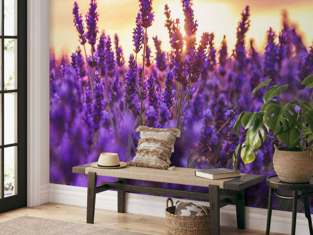 Flores de lavanda