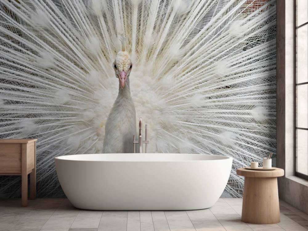 Pavo real blanco