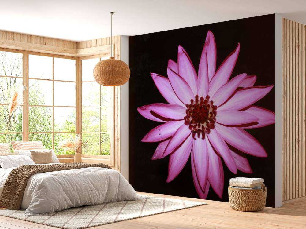 Flor de loto desde arriba
