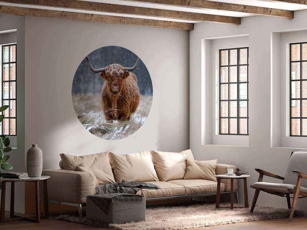 Vaca nevada de las Tierras Altas