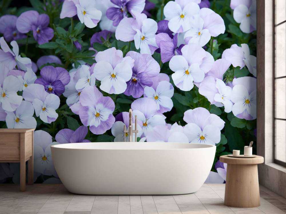Violas blancas y moradas