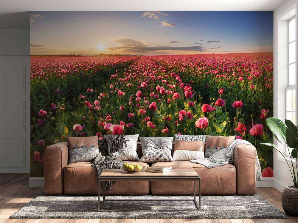 Campo de amapolas rosas
