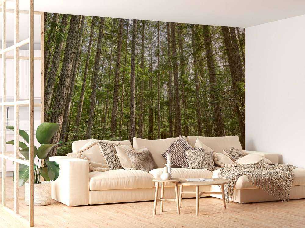 Árboles delgados en el bosque