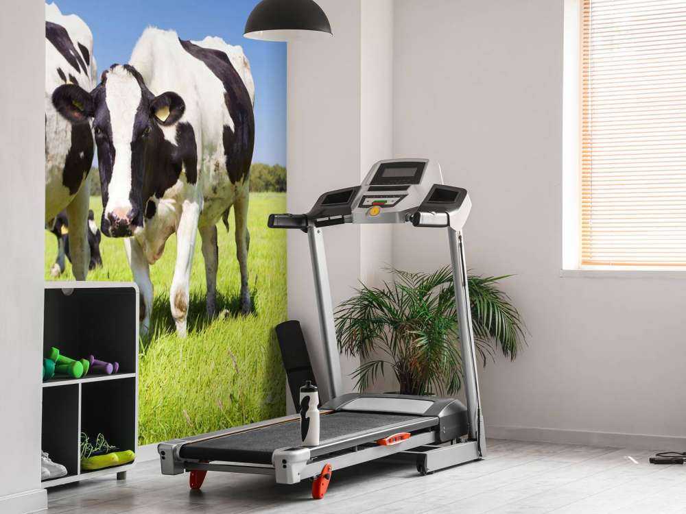 Foto empapelado vacas