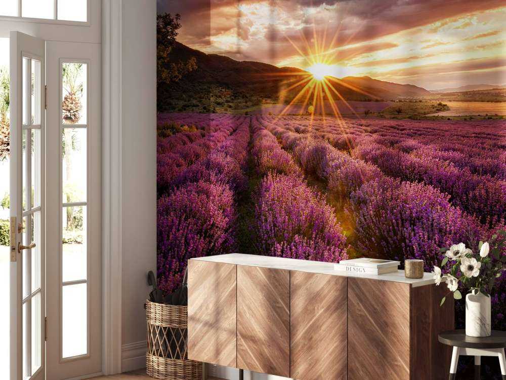 Lavanda al sol