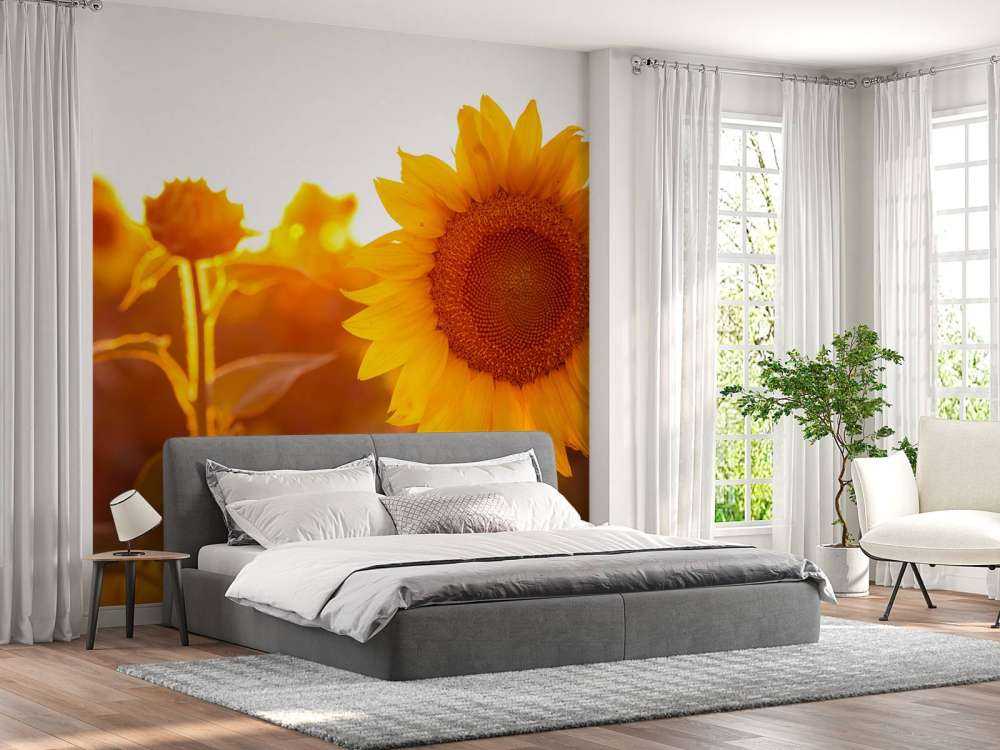 Cálido campo de girasoles