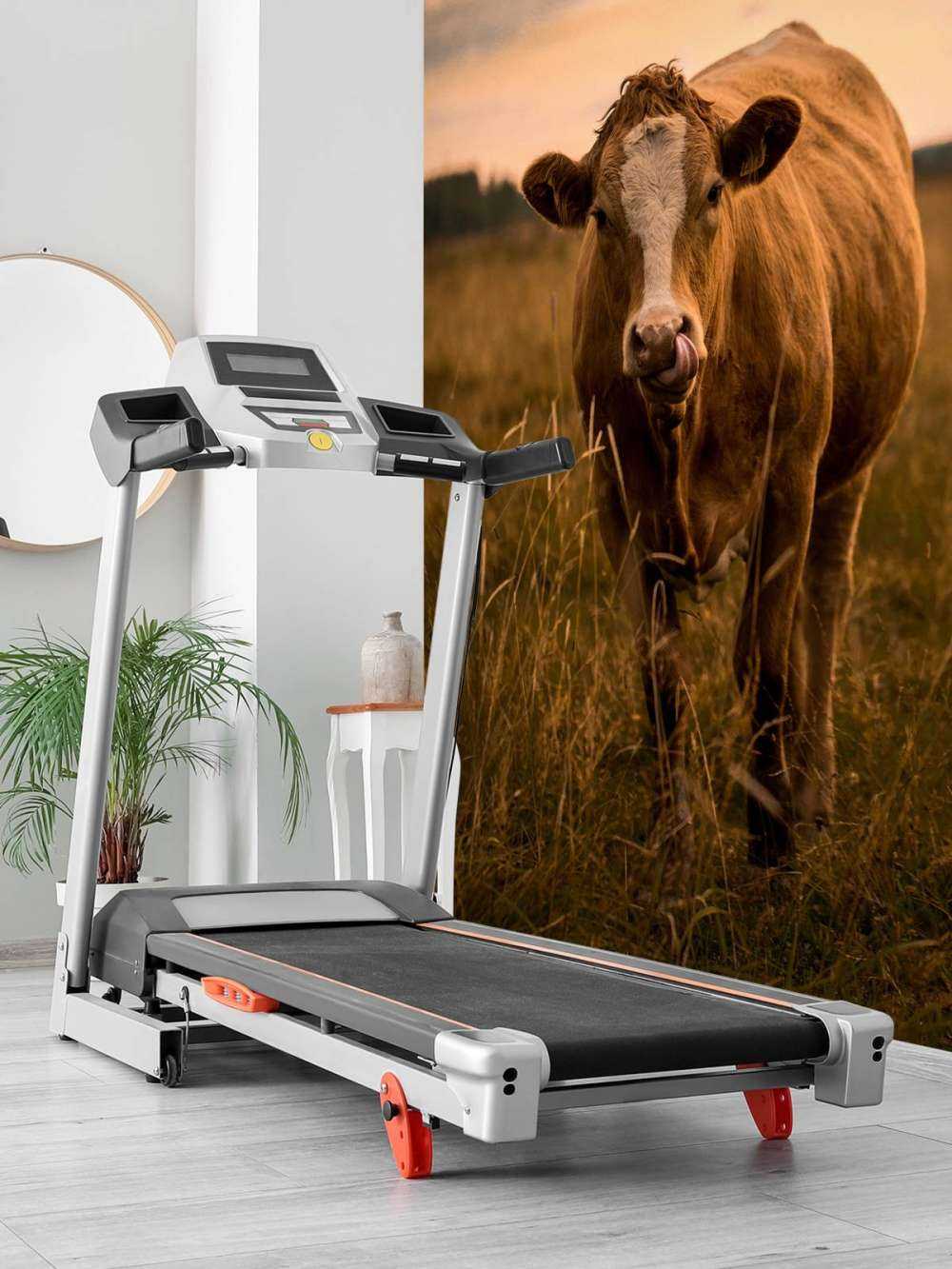 Vaca con lengua en la nariz