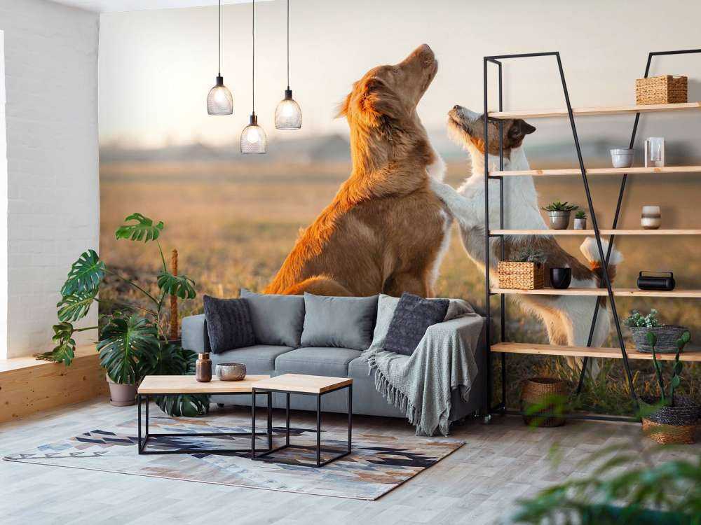 Perros mirando hacia arriba
