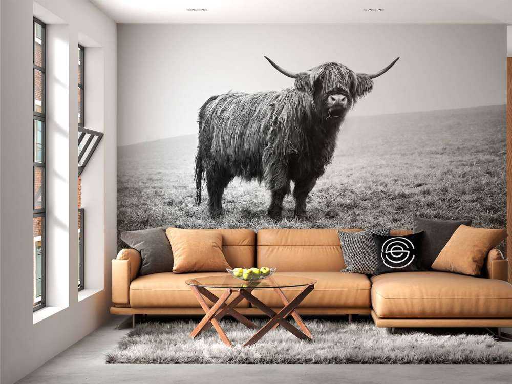 Vaca escocesa en la hierba
