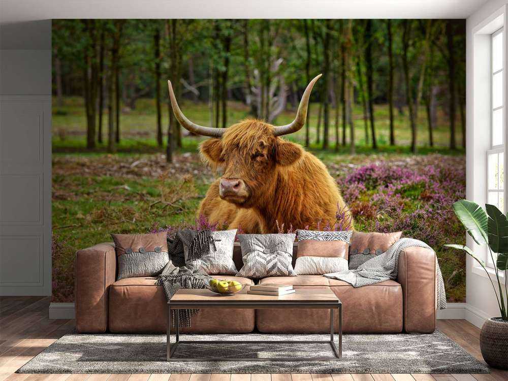 Vaca escocesa entre brezos morados