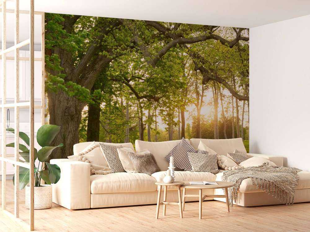 Espacio abierto en el bosque