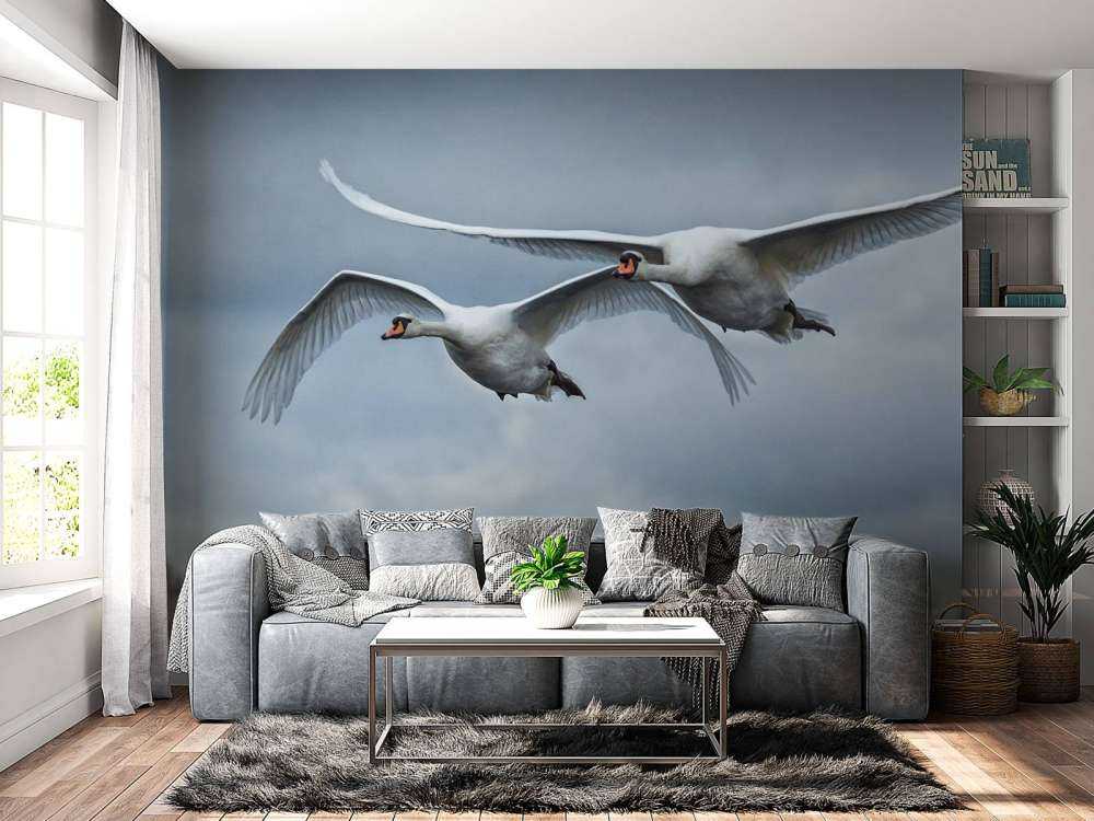 Cisnes volando