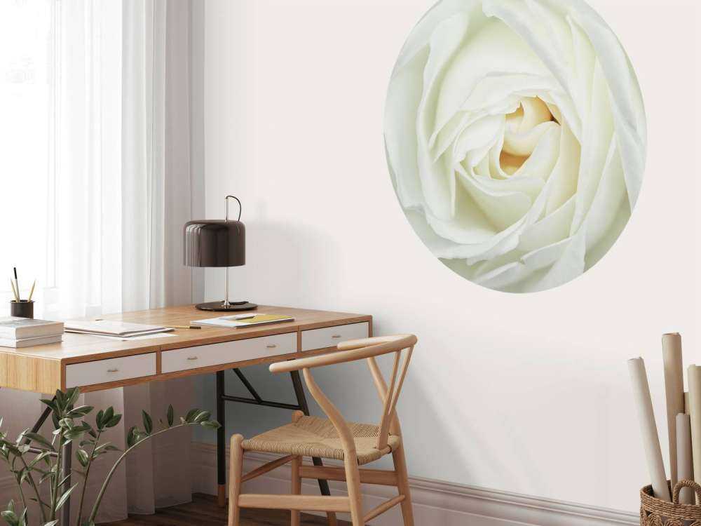 Rosa blanca