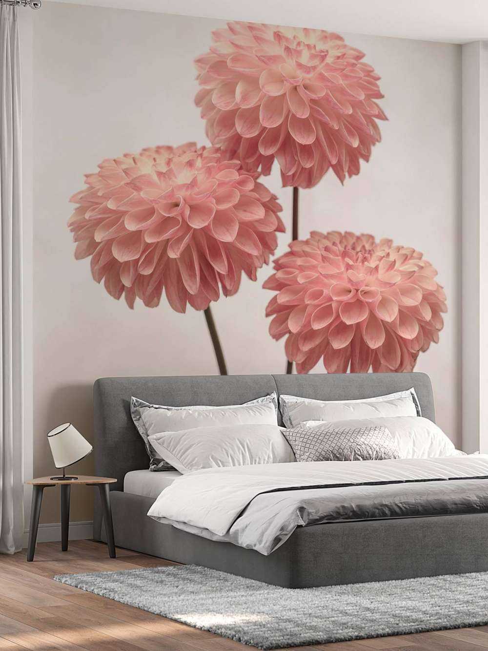 Dalias rosas