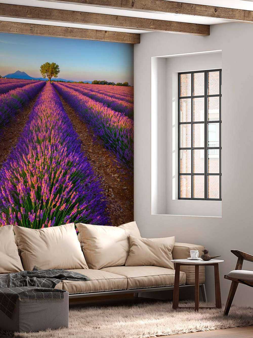 Lavanda a la luz del sol