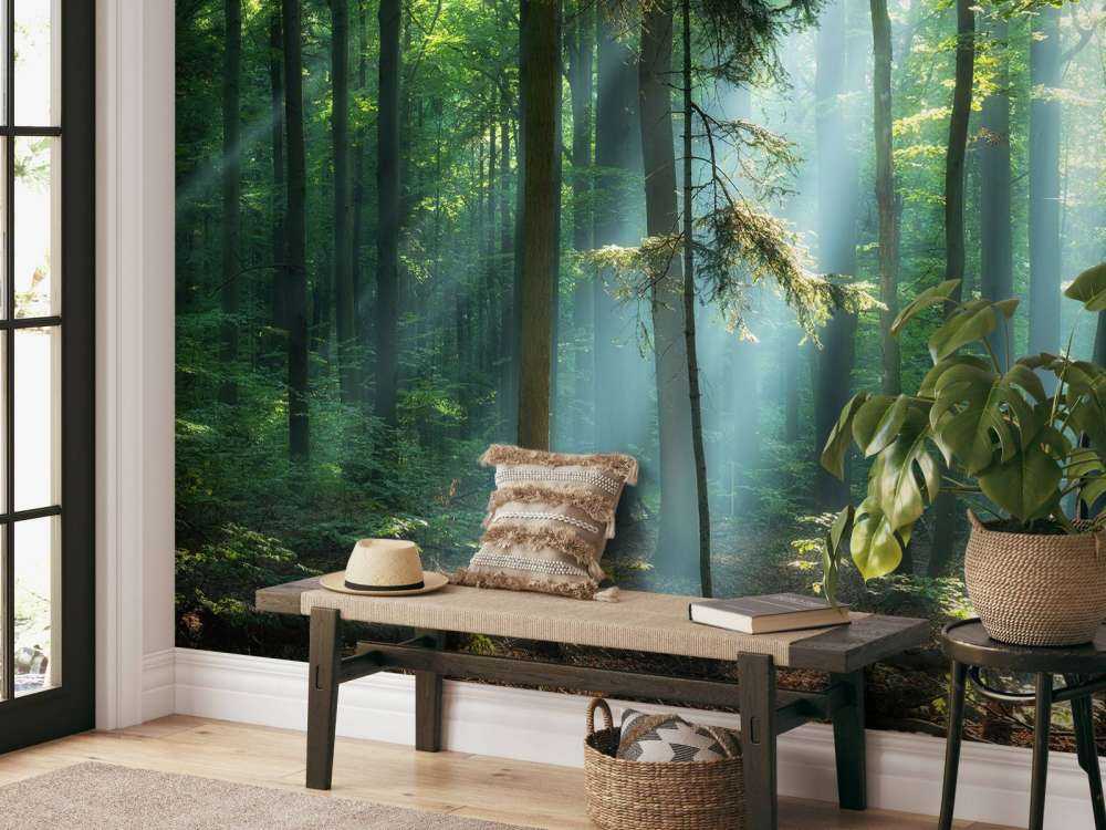 Amanecer en el bosque