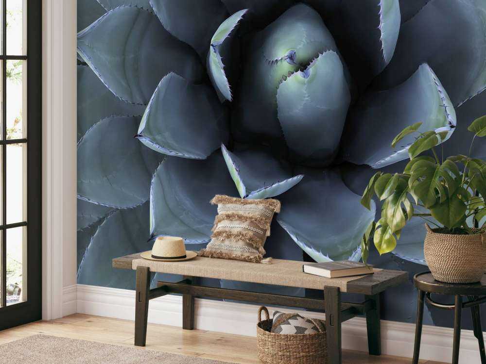 Suculenta azul