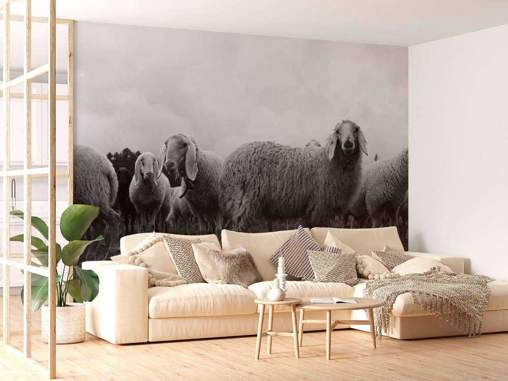 Rebaño de ovejas en blanco y negro
