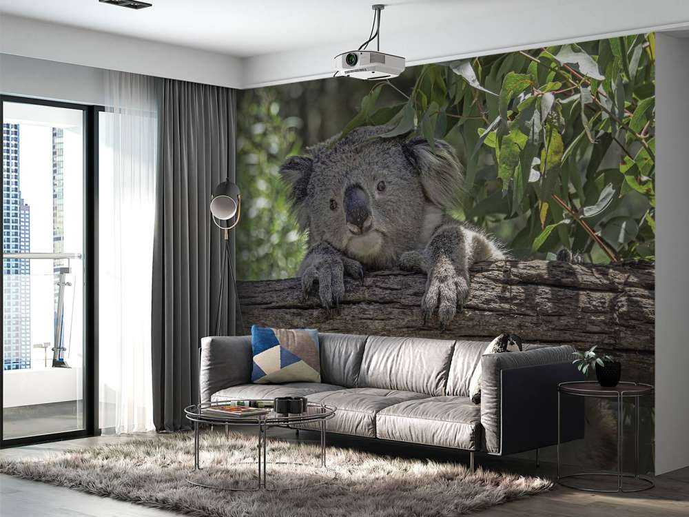 Lindo koala