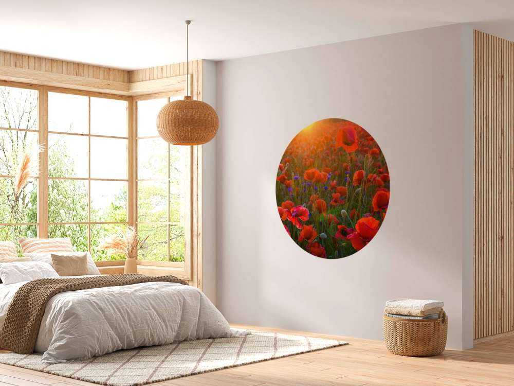 Amapolas con sol naciente