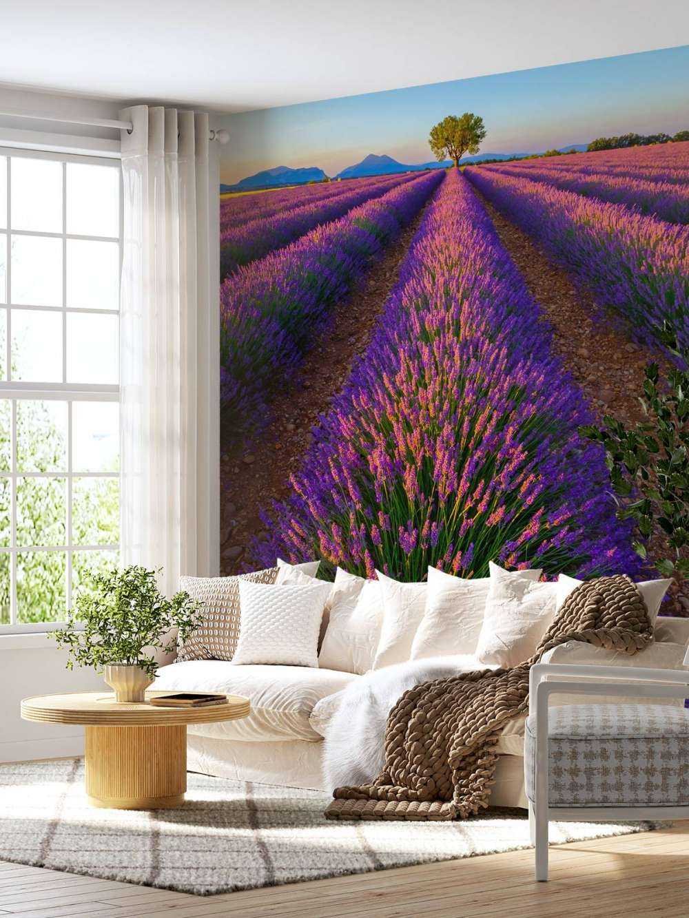 Lavanda a la luz del sol