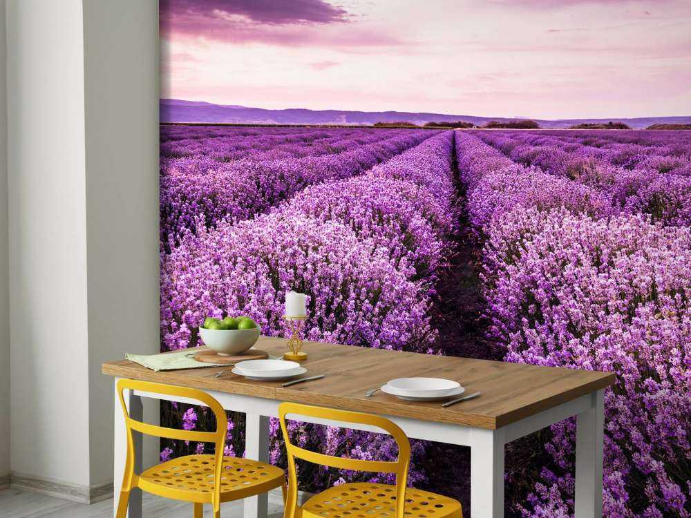 Arbustos de lavanda